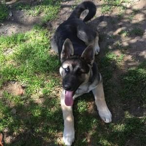 Meet your Posher, Gustavo